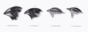 fede e ragione, Darwin