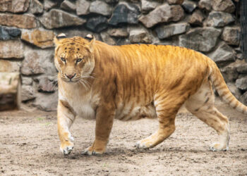 L’origine dei Giganti: l’ibridazione, parte 1