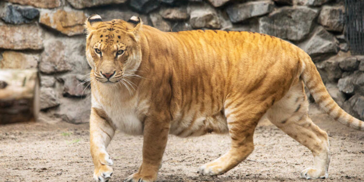 L’origine dei Giganti: l’ibridazione, parte 1