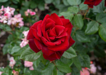 L’ibridazione della specie, parte 3