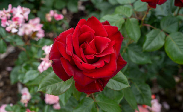 L’ibridazione della specie, parte 3